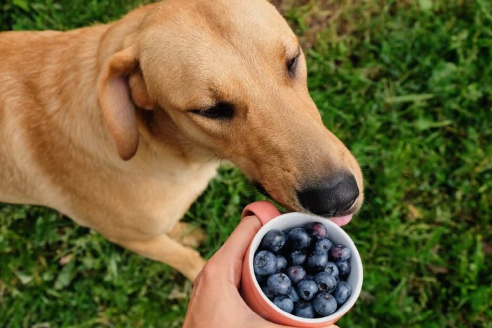 Can Dogs Eat Blueberries? Find Out Here.