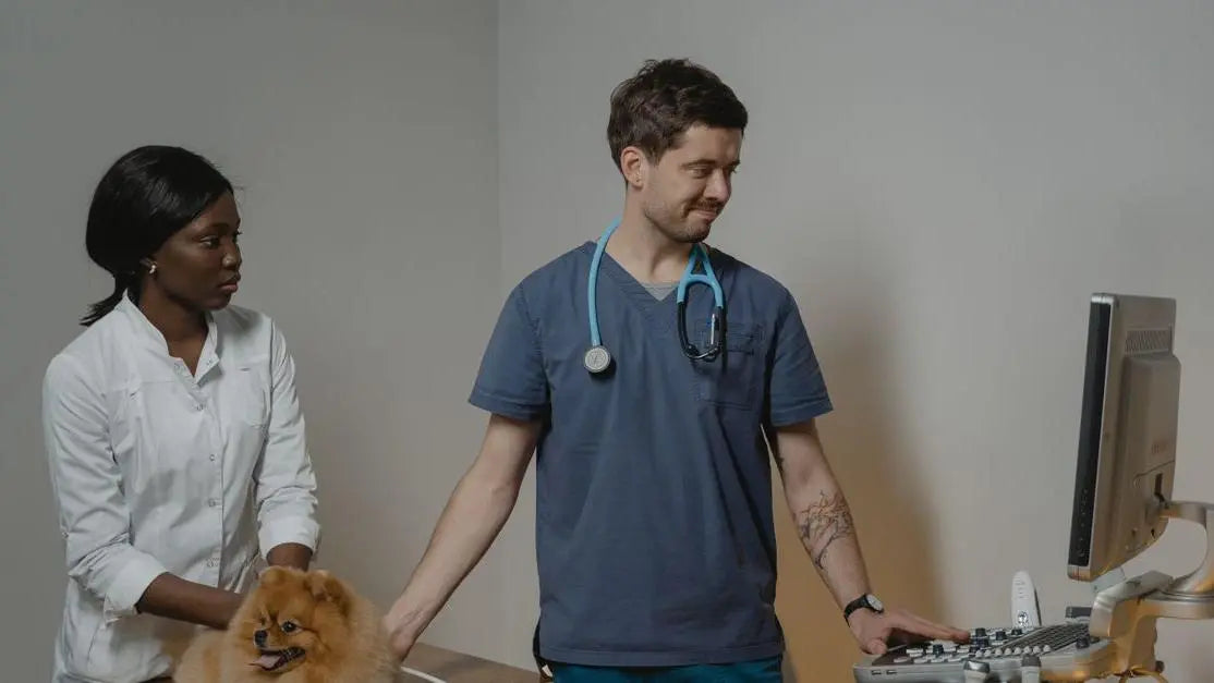Veterinarian ultrasound exam on dog for what causes excessive gas in dogs?