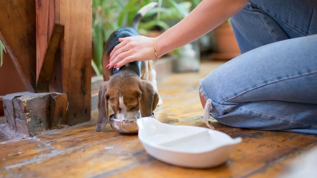 What can I feed my dog with a sensitive stomach? Woman feeding beagle puppy indoors