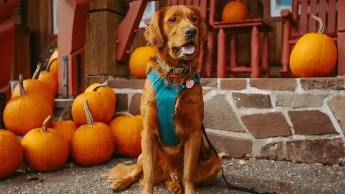 Golden Retriever with pumpkins illustrating what to feed a dog with loose stools