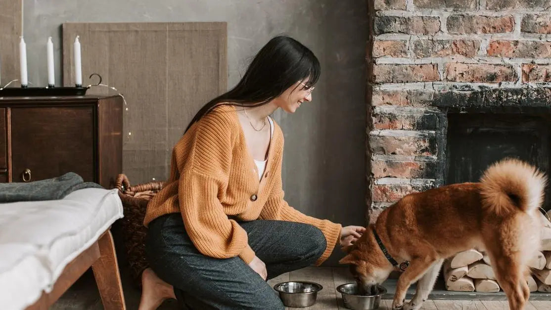 Woman feeding Shiba Inu at home, when to change dog food for better digestion