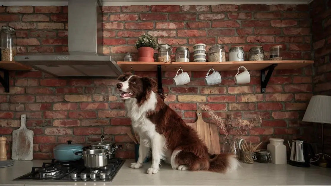 Border Collie in modern kitchen, whole ingredient dog food and digestibility concept