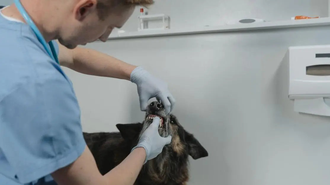 Veterinarian checking a dog's teeth to answer: why does my dog have bad breath?