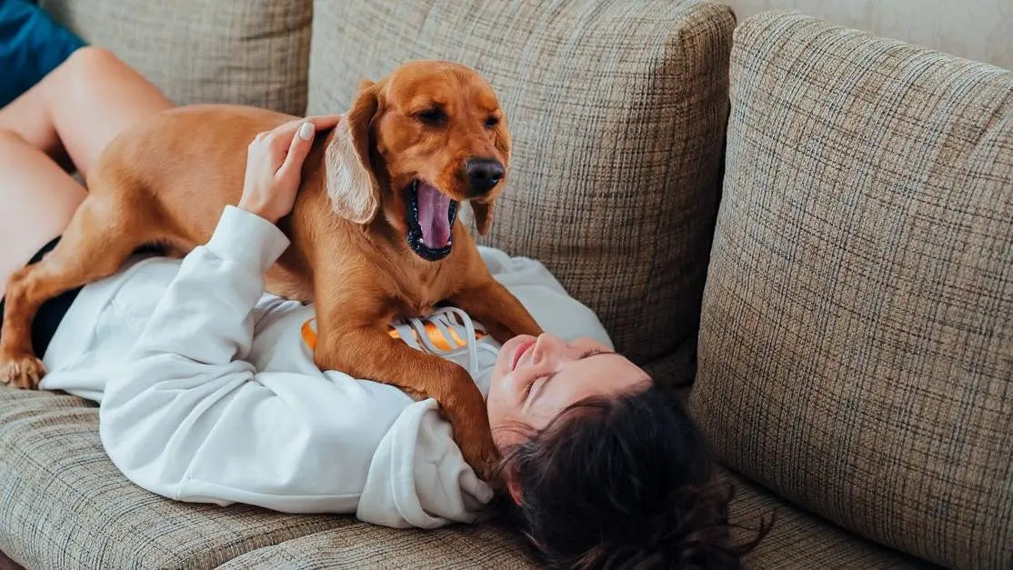 Woman cuddles a yawning Labrador and wonders, why does my dogs breath smell like fish?
