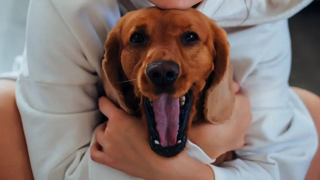 Owner cuddles a yawning brown Labrador: why does my dogs breath smell like poop?