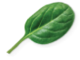 Nextrition Pet