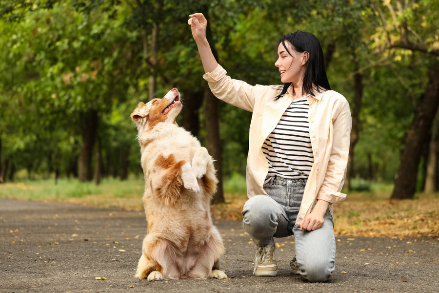 Link to dog food for working dogs page