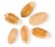 Nextrition Pet