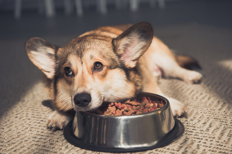 Discover dog food for picky eaters