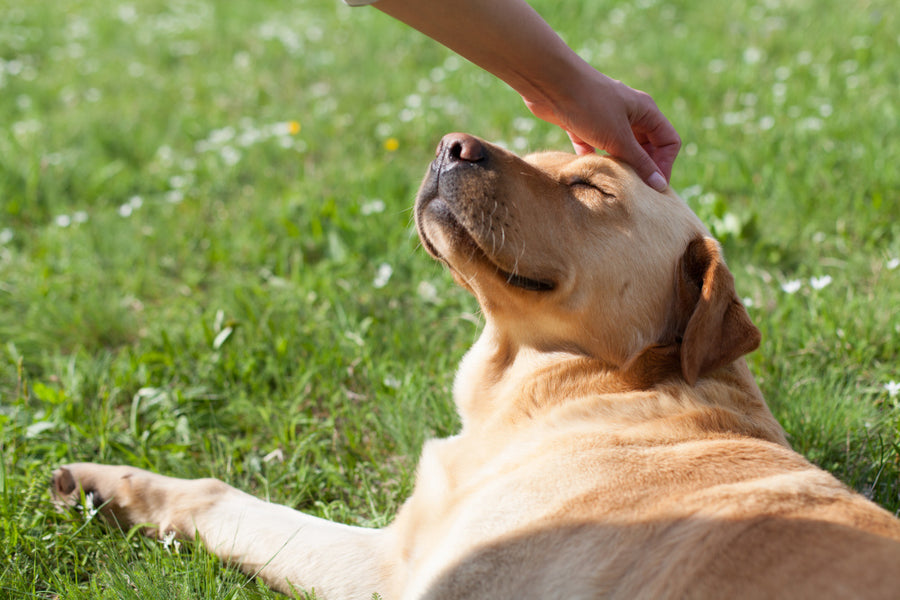 Link to Gut Friendly Dog Food