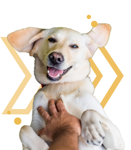 Nextrition Pet