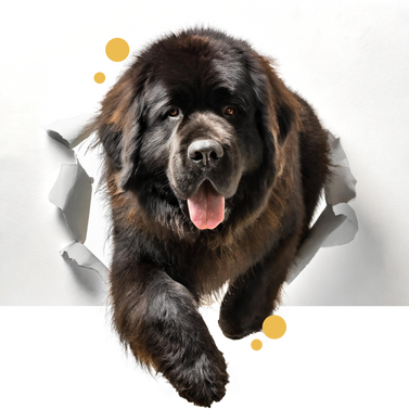 Nextrition Pet