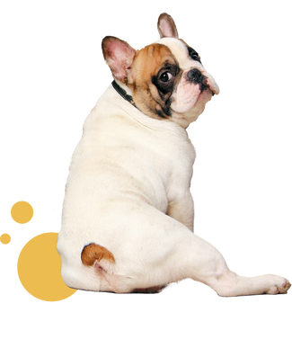 Nextrition Pet