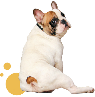 Nextrition Pet