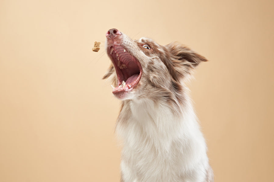 Link to dog food for soft stool page