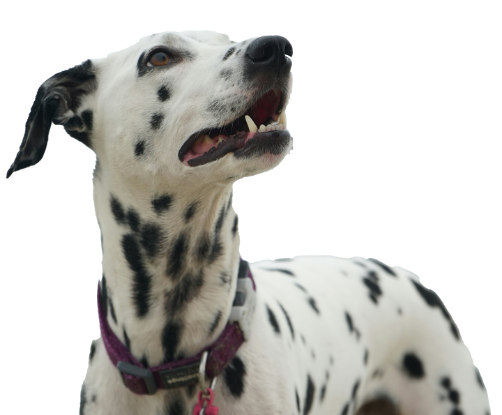 Nextrition Pet