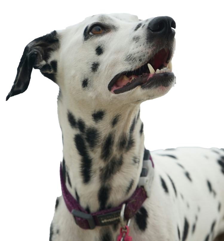Nextrition Pet