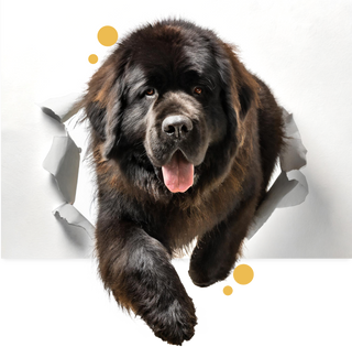 Nextrition Pet