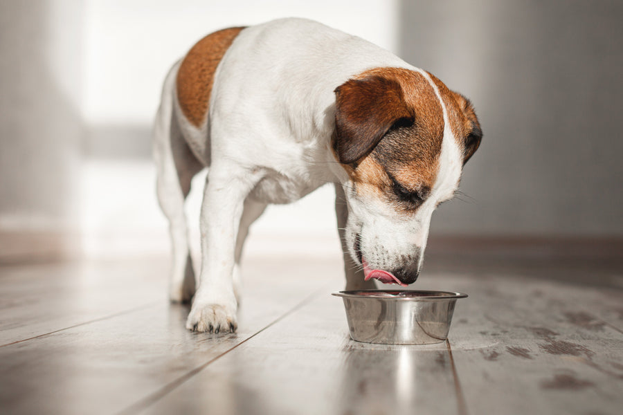 Link to chicken free dog food