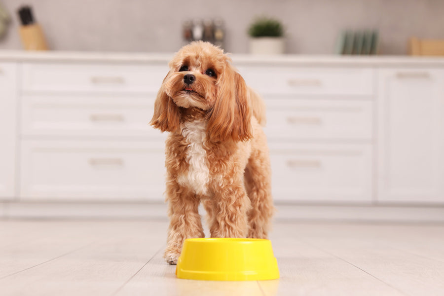 Link to dog food for sensitive stomachs page