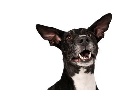 Nextrition Pet