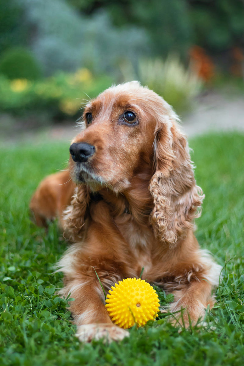 Cocker Spaniel, an example of a medium dog feeding plan by Nextrition