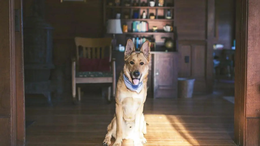 Link to dog food for small dogs page