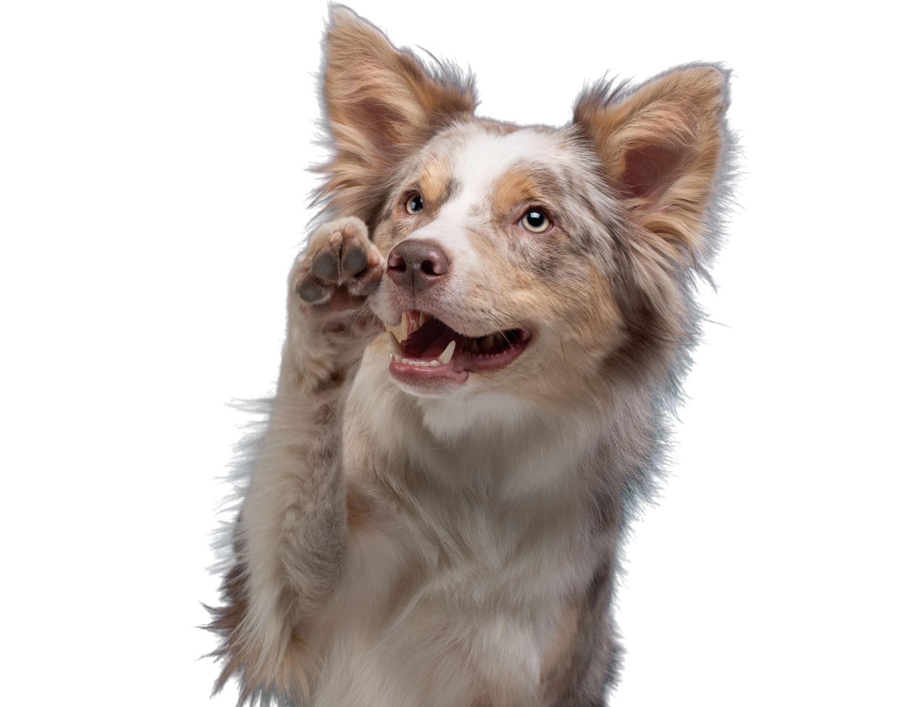 Cold Pressed Dog Food Samples Nextrition Pet cold-pressed-dog-food-samples-nextrition-pet