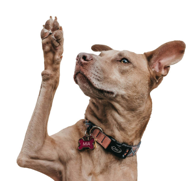 Nextrition Pet