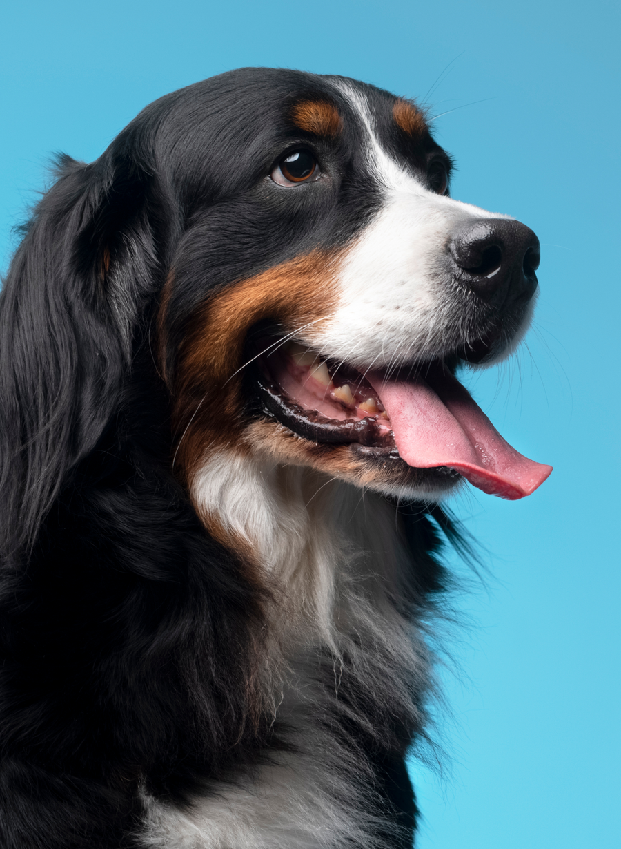 Nextrition Pet