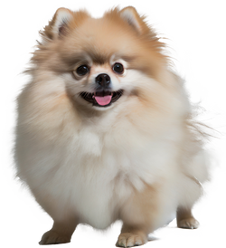 Nextrition Pet