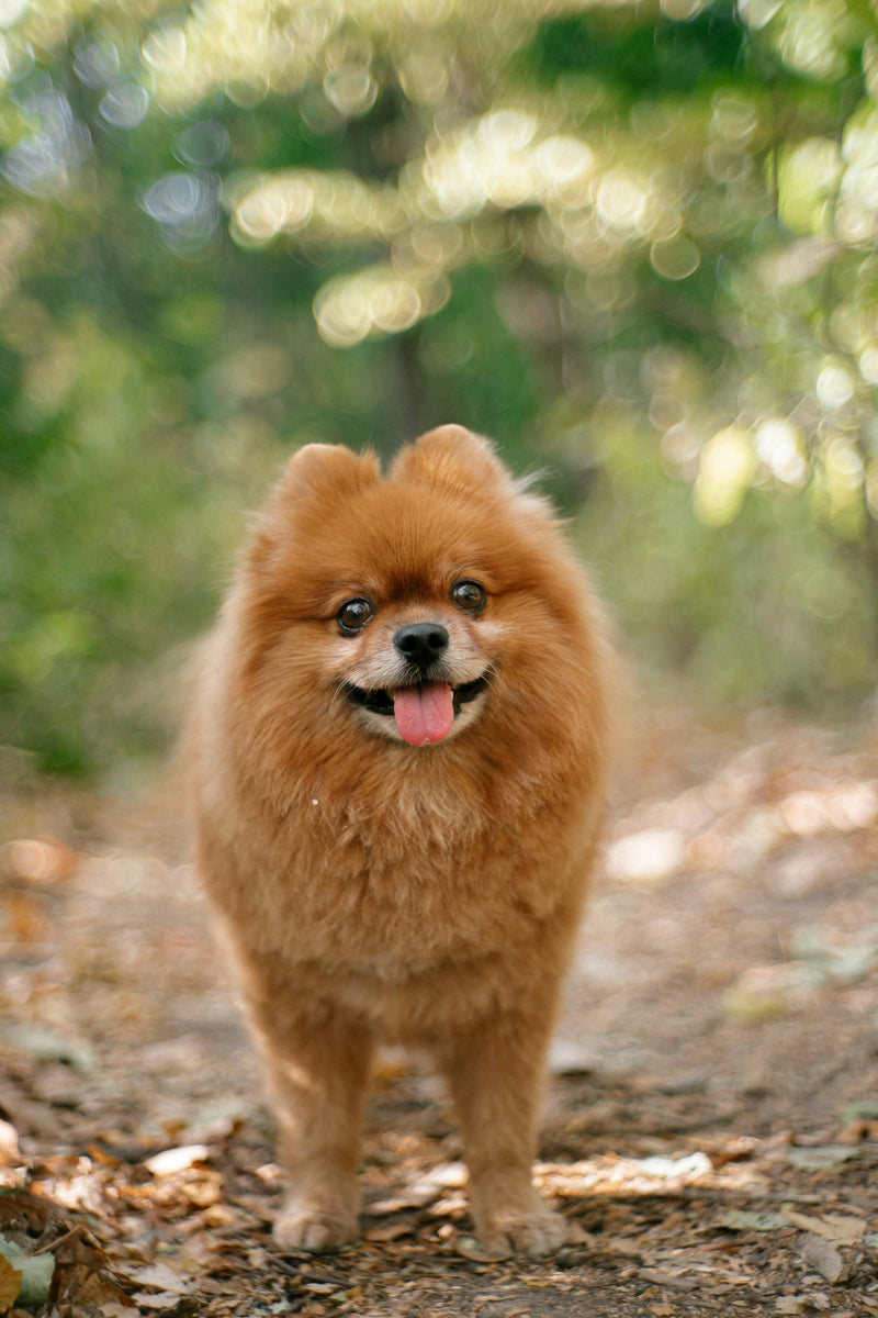 Pomeranian, an example of a small dog feeding plan by Nextrition