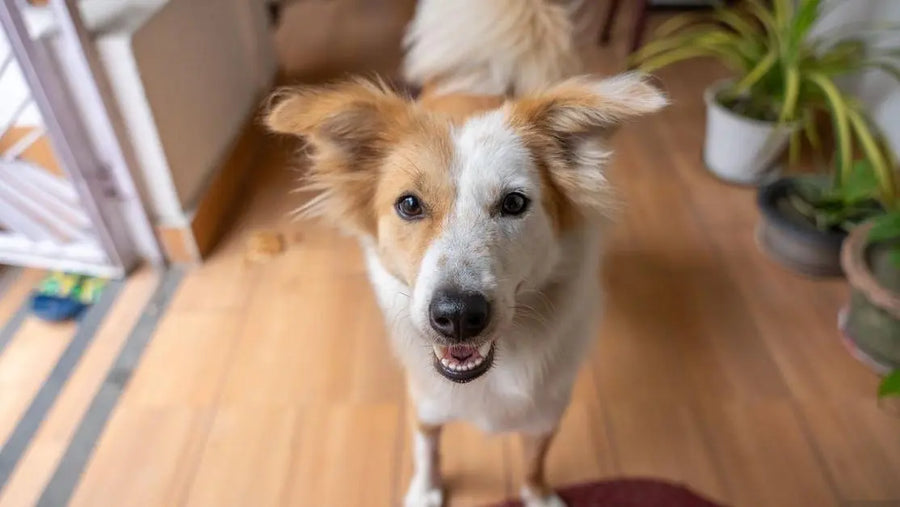 Discover iron rich foods for dogs