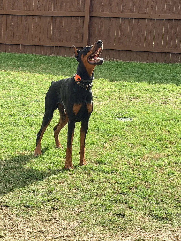 Frank M. · Doberman loves it!! · Lamb Recipe