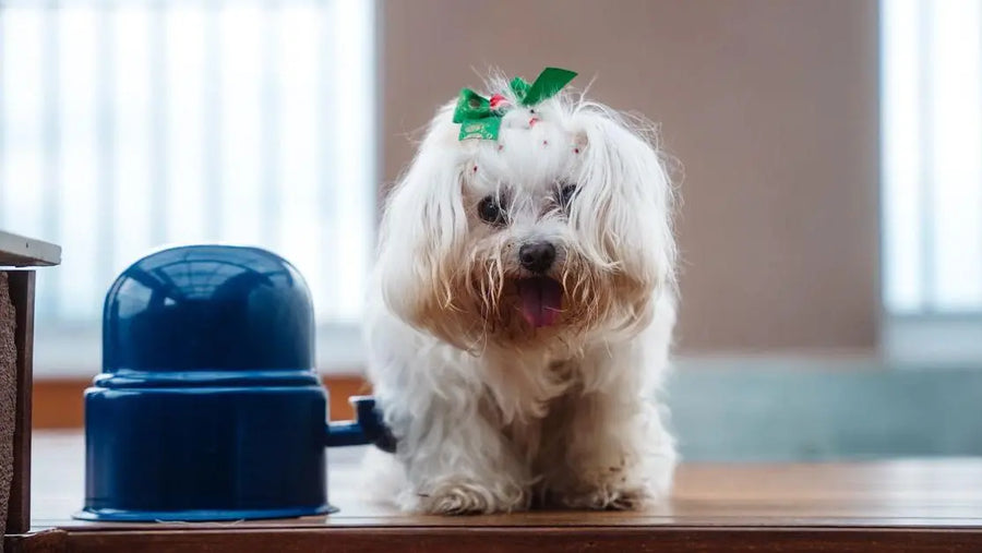 Link to dog food for small dogs